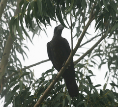 Corvus crassirostris