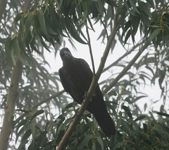 Corvus crassirostris