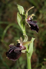 Ophrys mammosa