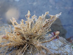Ectopleura