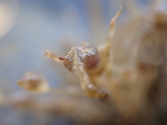 Ectopleura