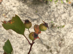 Crataegus mollis