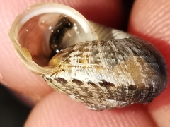 Backeljaia gigaxii