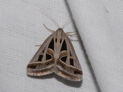 Callistege diagonalis