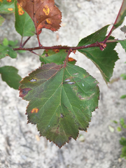 Crataegus mollis