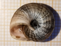 Backeljaia gigaxii