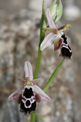 Ophrys reinholdii reinholdii