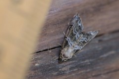 Abablemma bilineata