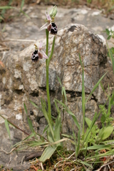 Ophrys reinholdii reinholdii