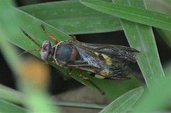 Sphecius