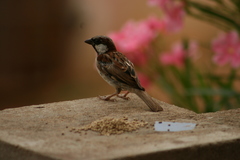 Passer domesticus