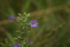 Lamiaceae