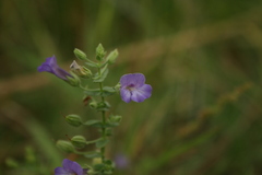 Lamiaceae