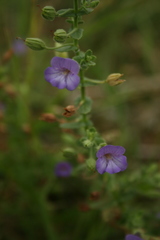 Lamiaceae