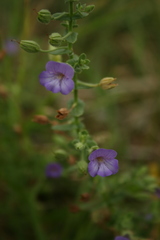 Lamiaceae