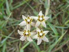 Asclepias multicaulis