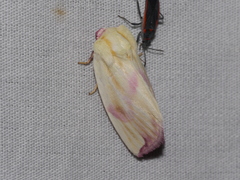 Thurberiphaga diffusa