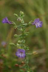 Lamiaceae