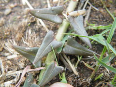 Asclepias multicaulis