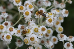 Xestoleptura