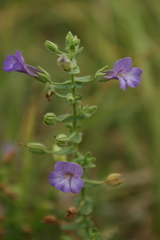 Lamiaceae