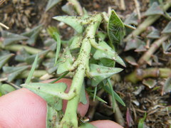 Asclepias multicaulis