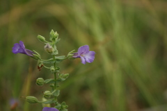 Lamiaceae