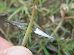 Asclepias multicaulis
