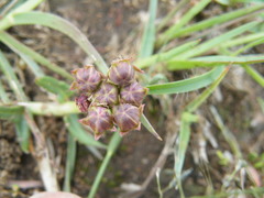 Asclepias multicaulis