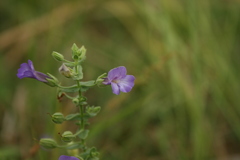Lamiaceae