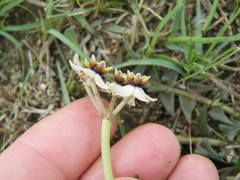 Asclepias multicaulis