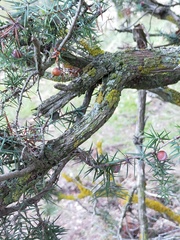 Juniperus