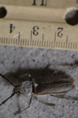 Gnaphalodes trachyderoides