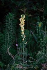 Linaria vulgaris