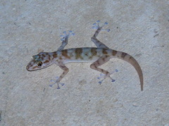 Ptyodactylus hasselquistii