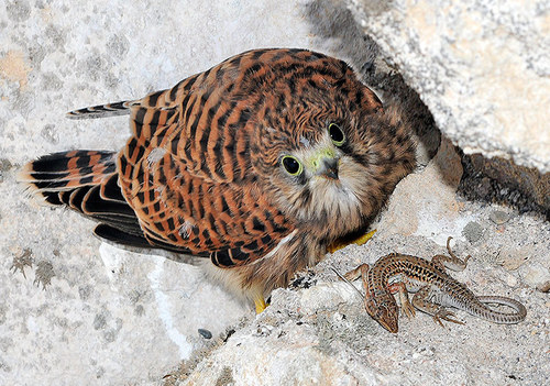 Eurasian Kestrel, photo 8 of 10