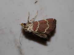 Phoenicophanta modestula