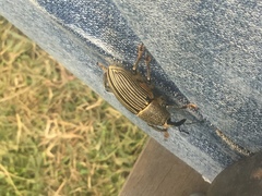 Cholus parallelogrammus