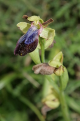 Ophrys fusca iricolor