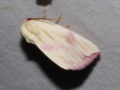 Thurberiphaga diffusa