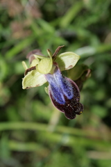 Ophrys fusca iricolor