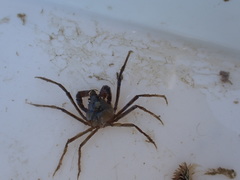 Pyromaia tuberculata