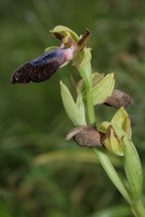 Ophrys fusca iricolor