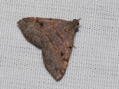 Nychioptera noctuidalis
