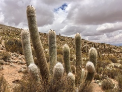 Oreocereus celsianus
