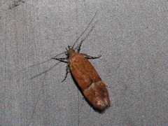 Eudactylota iobapta
