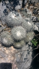 Mammillaria parkinsonii