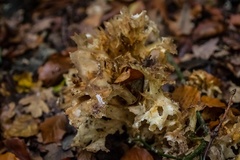 Sparassis crispa