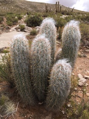 Oreocereus celsianus