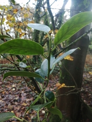 Ilex × altaclerensis